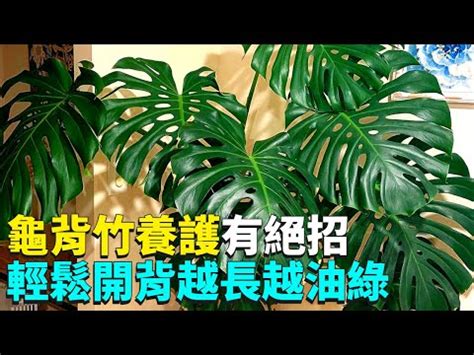 客廳:ybe7mx9zksm= 龜背芋|“龜背芋可以種室內嗎？在家中放置龜背芋的最佳位置指南分享”